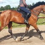 Marengo Amore
