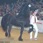 Feitse 293