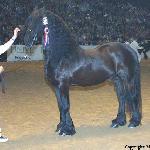 Feitse 293