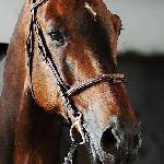 Enzo