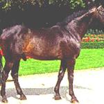 Polydox