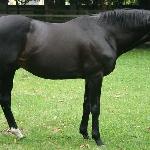 Monsun