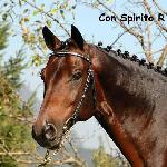 Con Spirito R