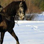 Cyrano