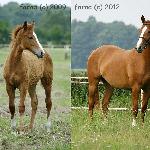 Fenicja - Fenicja<br />&copy; faraa (c) Mazurek-Konie