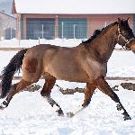 Czarkus - Czarkus sylwetka