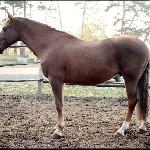 Apollin - apollin<br />&copy; ewrona