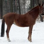 Apollin