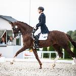 Shosholoza<br />&copy; Julia Świętochowska<br /><i>fb dressage24.pl</i>