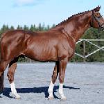 Royal Olymp