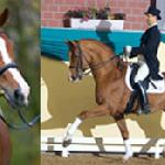 Royal Olymp