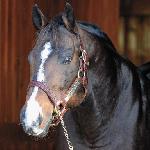 A.P. Indy