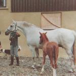 Kildalton Countess
