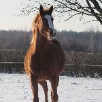 Lechitka