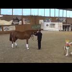Rhodesian Winner