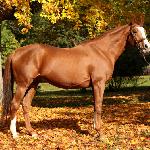 Rhodesian Winner