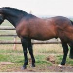 Welton Ambassador