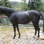 Bellissima-MG
