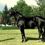 Bellissima-MG