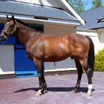 Danehill