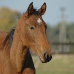 Faraon<br />&copy; 2012