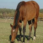 Faraon