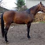 Faraon