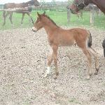 Pinar-S - Pinar S