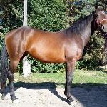 Cassiana S
