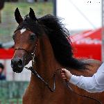 Diara - Diara 2012<br />&copy; Anna Pyzara-Ratajczak