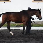 Rodezja<br /><i>SK Racot, Jesienny Przegląd Hodowlany - 27.10.2016</i>