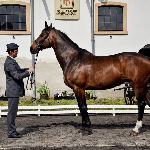 Rodezja<br />&copy; J.Ł.<br /><i>Wiosenny Przegląd Hodowlany w SK Racot 27 kwietnia 2018</i>