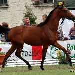 Begina - NCKM Biała 2011 r.