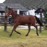 Tajga
