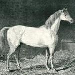Messenger
