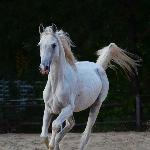 Tamerlan