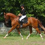 Dablin W<br />&copy; Stajnia Jastrzębniki