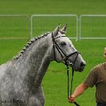 Dżihad - Kwalifikacja Ogierów, ZT Bogusławice 2011<br />&copy; Oliwia Chmielewska