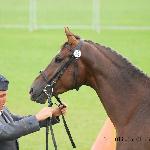 Wanad - Kwalifikacja Ogierów, ZT Bogusławice 2011<br />&copy; Oliwia Chmielewska