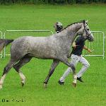 Apollo-L - Kwalifikacja Ogierów, ZT Bogusławice 2011<br />&copy; Oliwia Chmielewska