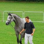 Apollo-L - Kwalifikacja Ogierów, ZT Bogusławice 2011<br />&copy; Oliwia Chmielewska