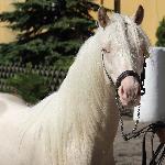 Ares