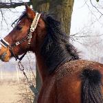 Bolero