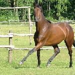 Erie Schagya