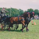 Regent<br />&copy; zbiory własne