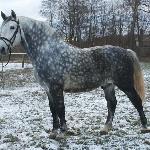 Amur