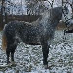 Amur