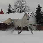 Amur