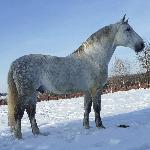 Amur