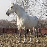 Amur